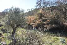 Terreno em Freixianda, Ribeira do Fárrio e Formigais de 2840,00 m2