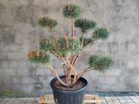 Sosna pospolita formowana 084 NIWAKI, BONSAI OGRODOWE, Topiary