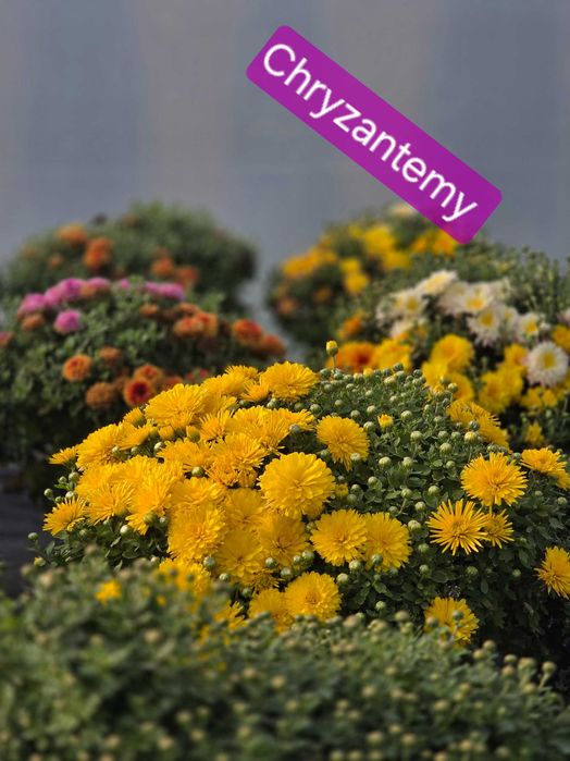 Chryzantemy- różne odmiany