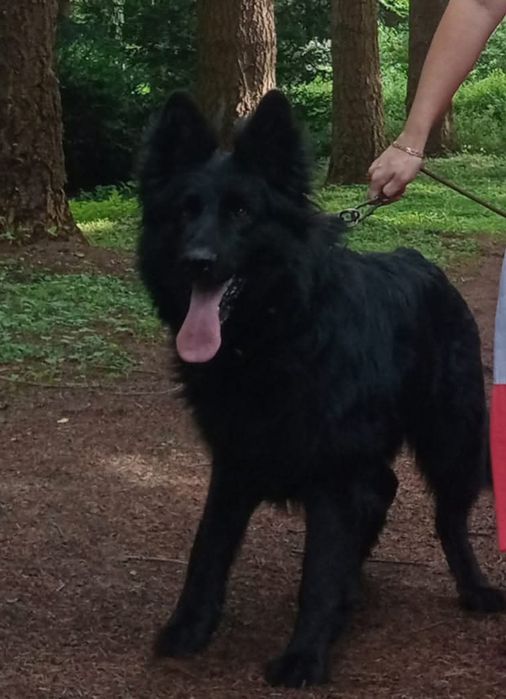 В добрі руки , німецька вівчарка