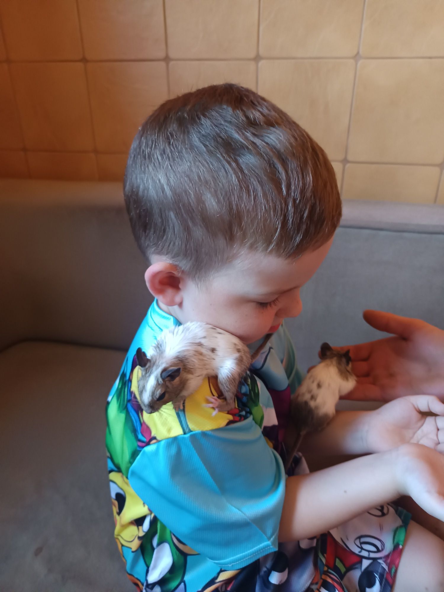 Oddam za coś dla synka koszatnicze samice i dwa mlode