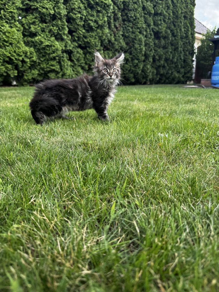Kocurek maine coon do odbioru