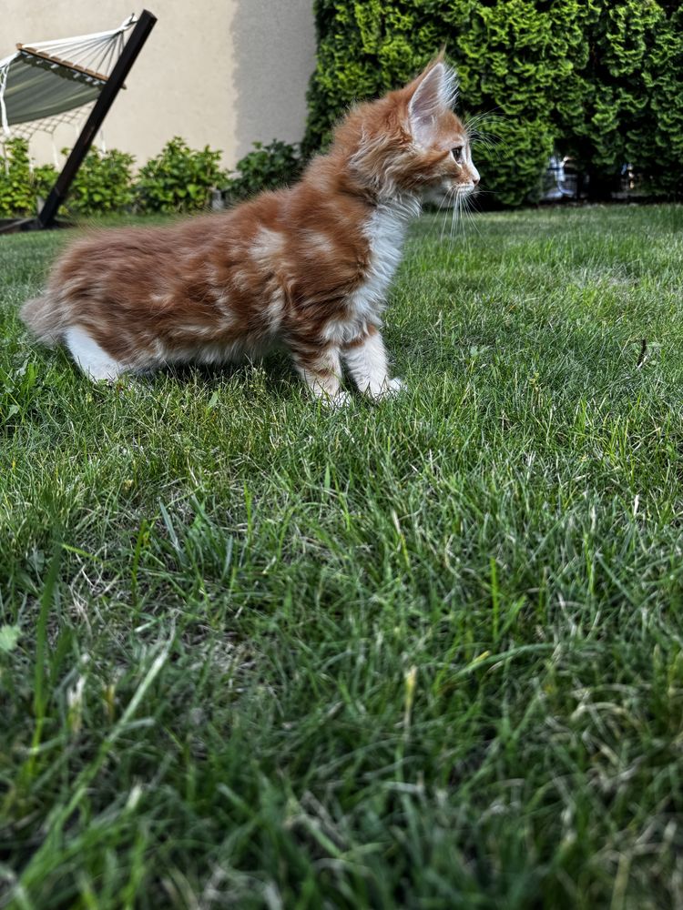 Kocurek maine coon do odbioru