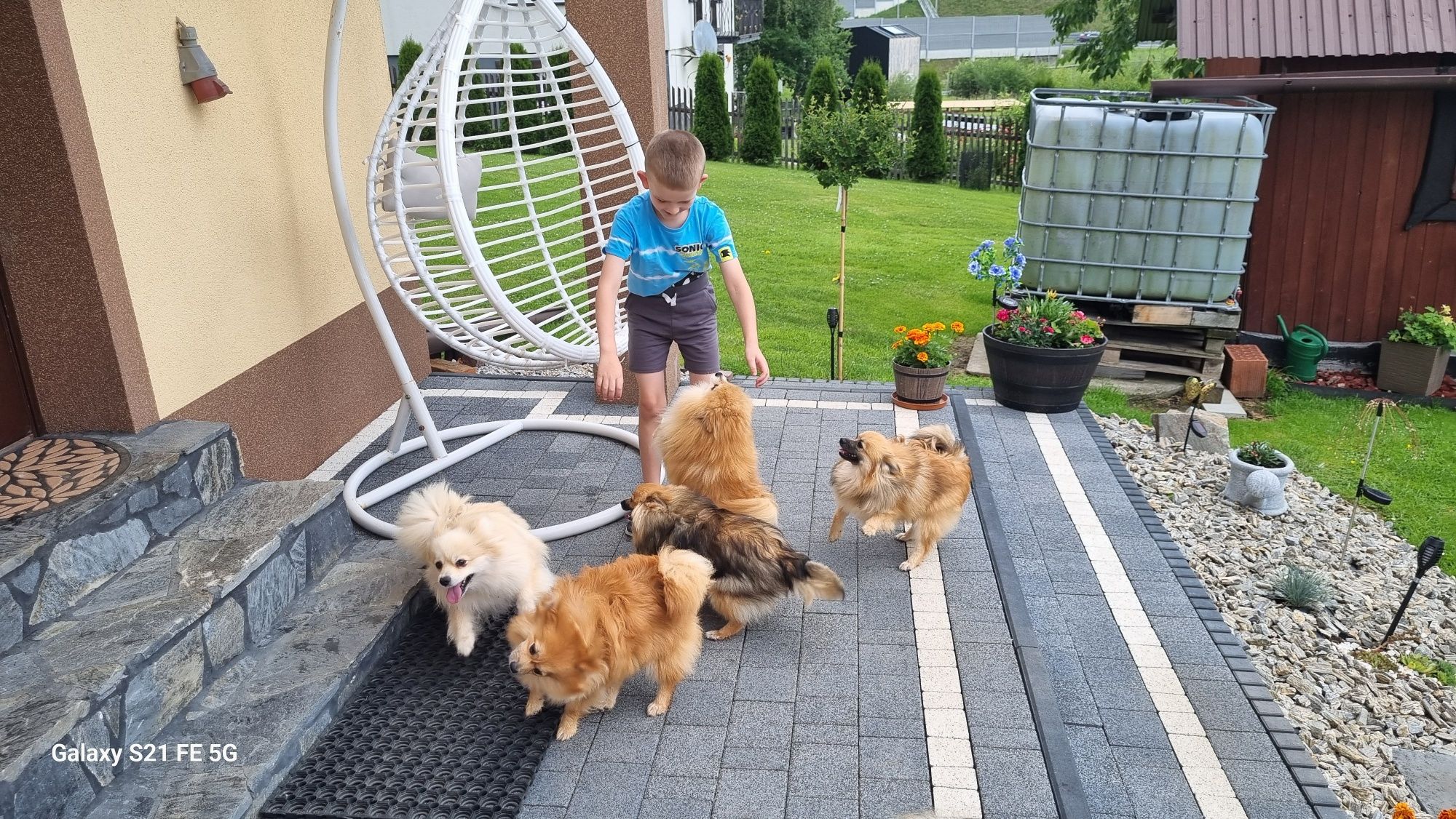 Piękny piesek szpic miniaturowy pomeranian?