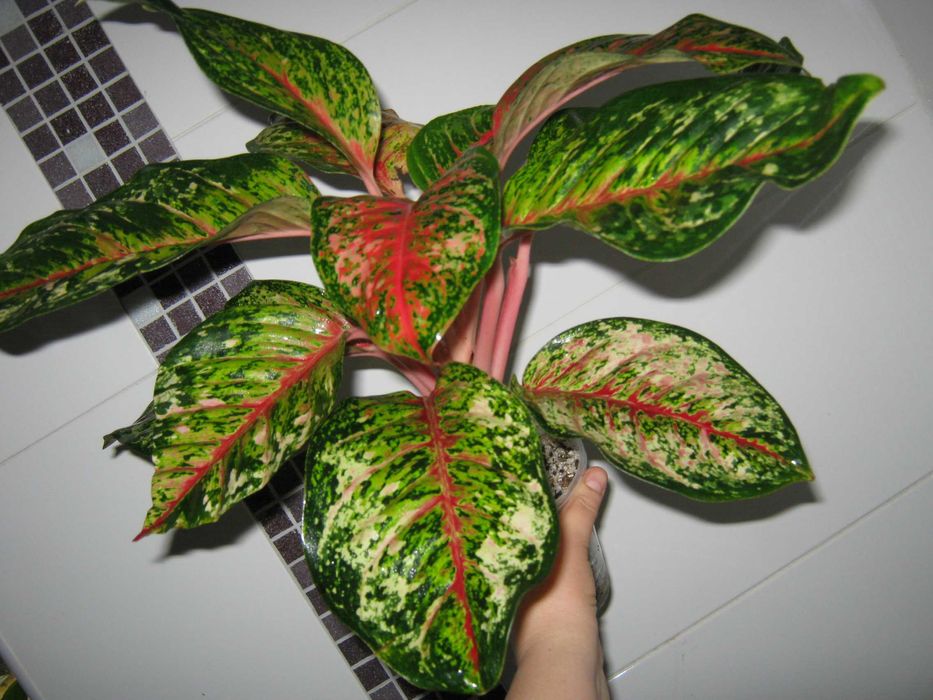 аглаонема 10 карат есть много других сортов детки от 350грн