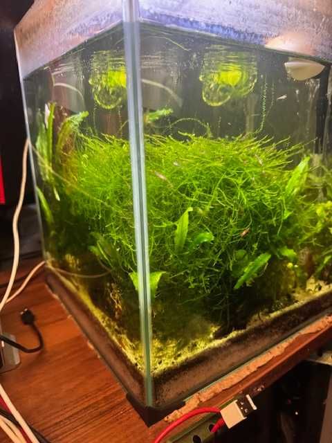 Akwarium kostka 30x30x35 z osprzętem i życiem.