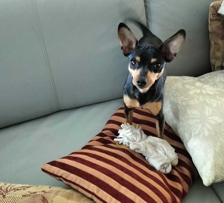 Pinscher fêmea 2 meses