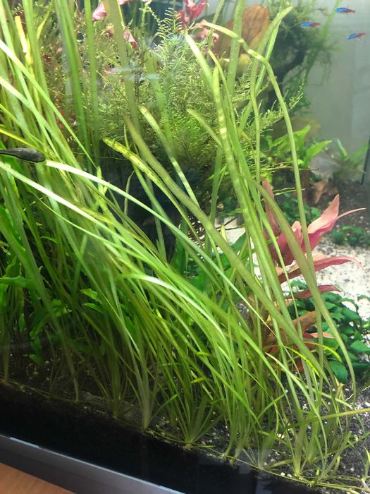 Nurzaniec Vallisneria