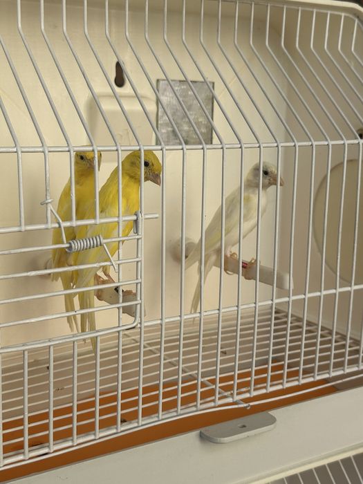 Canarios hoso japones