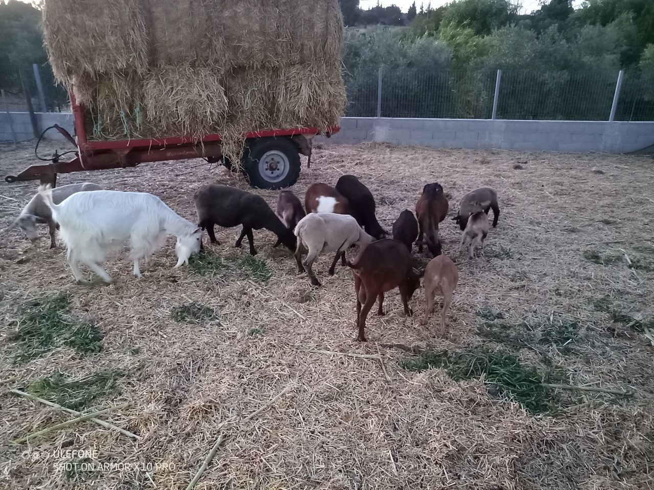 Ovelhas e cabras