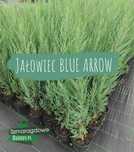Jałowiec kolumnowy BLUE ARROW juniperus scopulorum C2 60cm WYSYŁKA