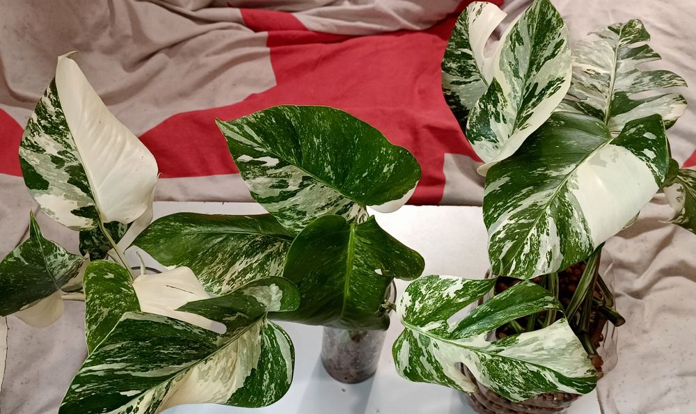 Распродажа растений