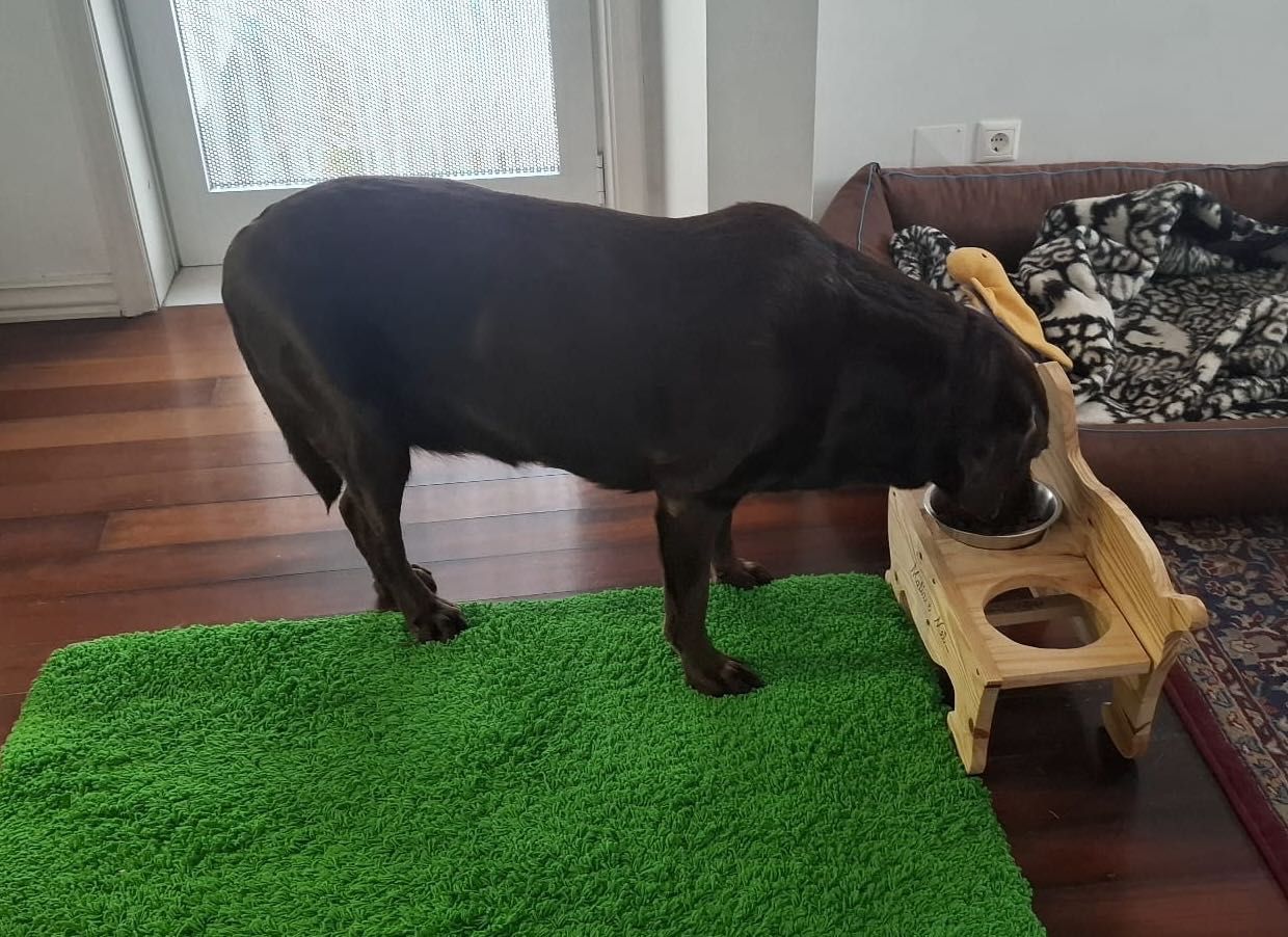 Comedouro e Bebedouro para Cão