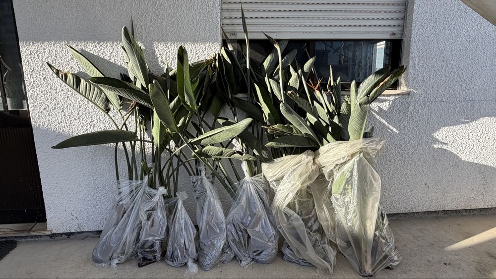 Estrelícia - pés para plantar, com raiz