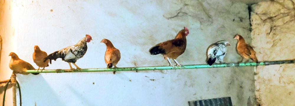 Kury liliputy tegoroczne.