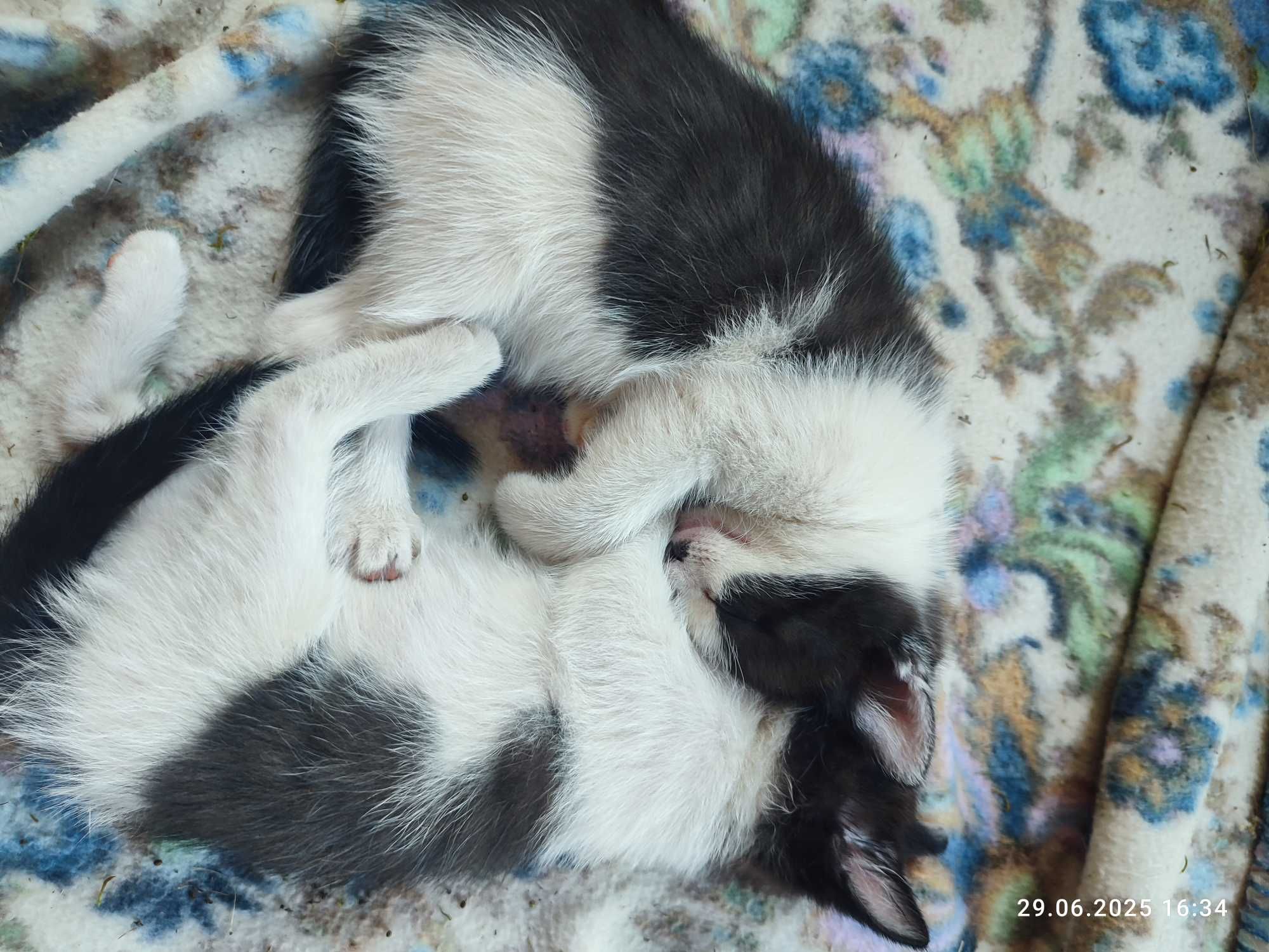 Cudne kotki do adopcji
