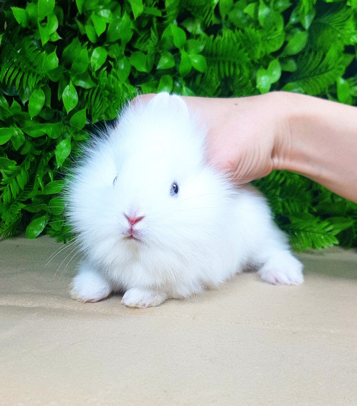 Карликовый мини кролик,міні кроленята,крольчата,декоративные для дома