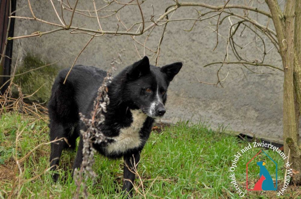 Sunia Oma szuka domu!