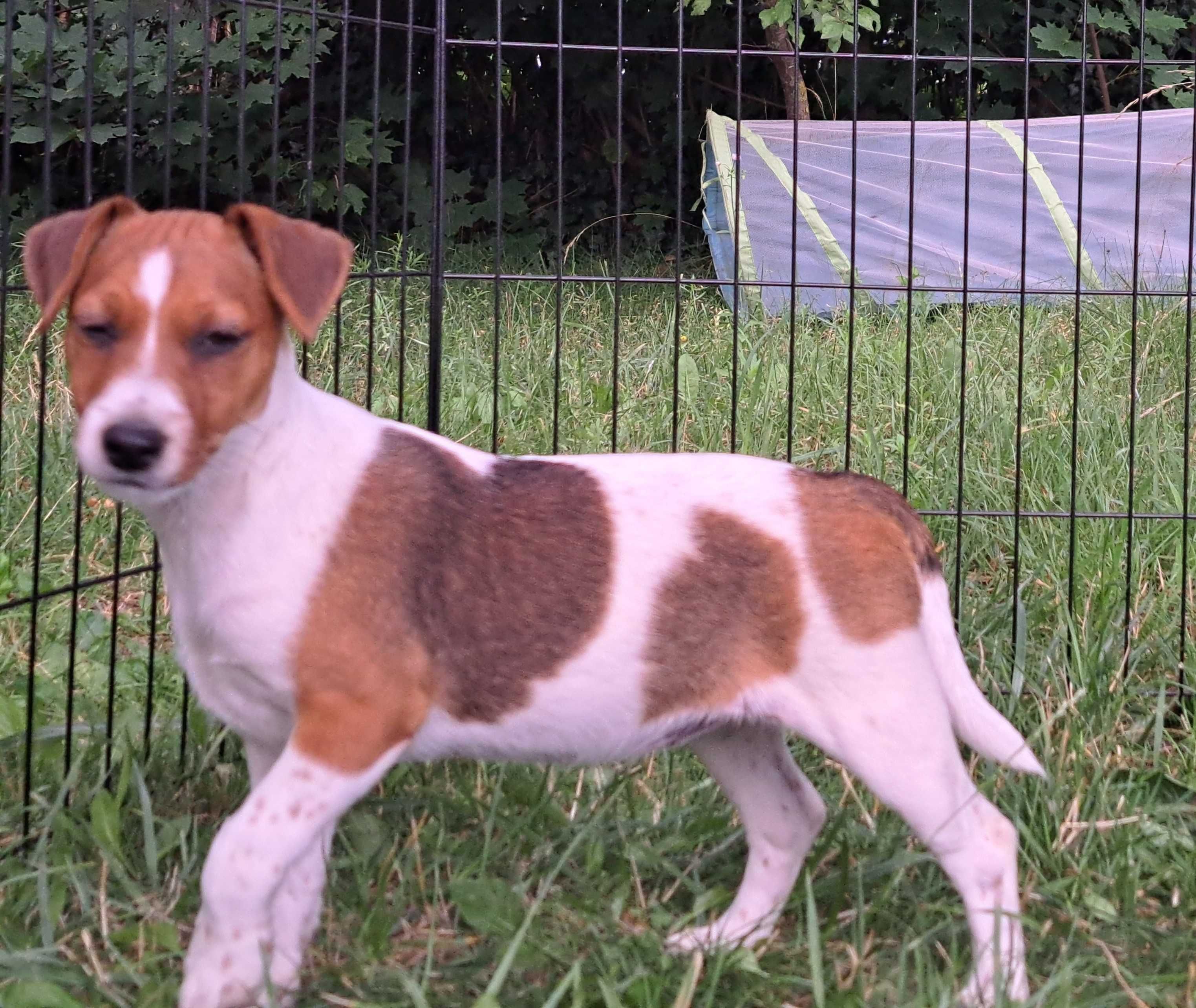 Jack Russell Terrier suczka rodowód