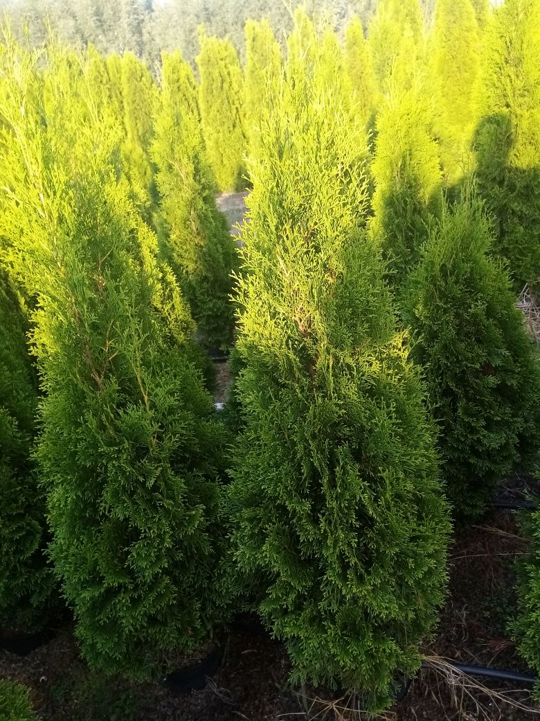 Tuja Thuja 150 cm doniczka szmaragd