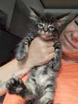 Maine Coon  Felis Polonia kocurek