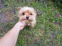 Yorkshire terrier samiec