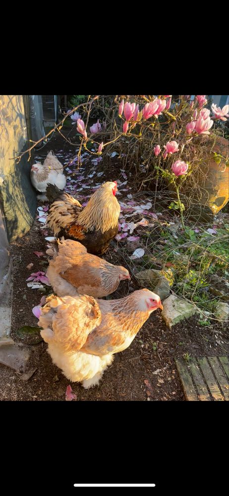Ovos de Brahma Salmão