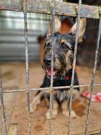 Tesla do adopcji Schronisko Sokołów