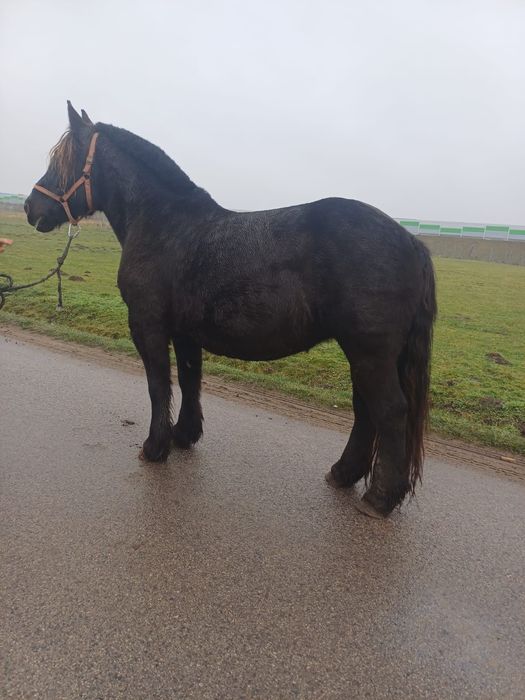 Sprzedam klacz Zimnokrwistą