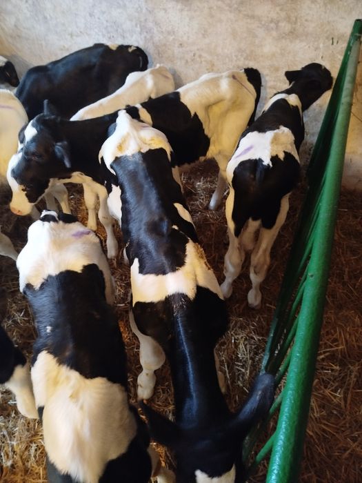 Byczki cielaki 12 sztuk 2-3 tygodnie zdrowe bez biegunek