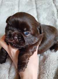 Czekoladowa sunia Shih Tzu