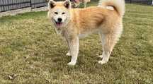 Pies rasy akita.