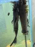 Glonojad L144 - GREEN DRAGON - longfin