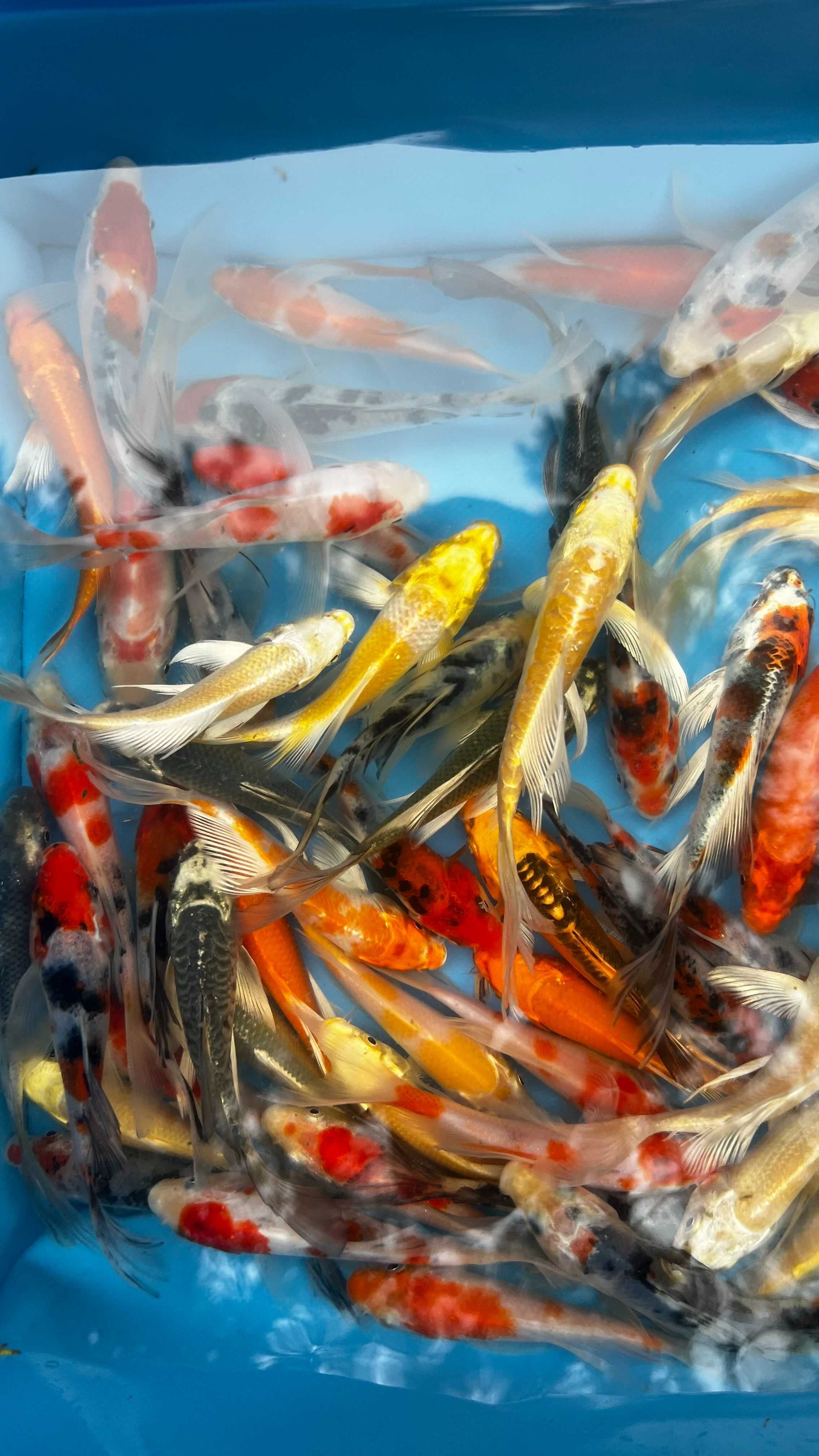 Oryginalne karpie Koi
