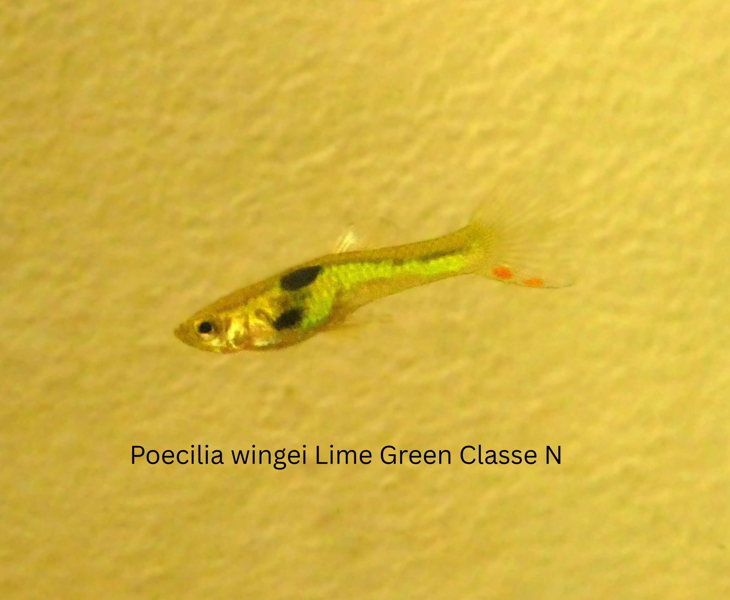 Poecilia wingei Black Bar e Lime Green