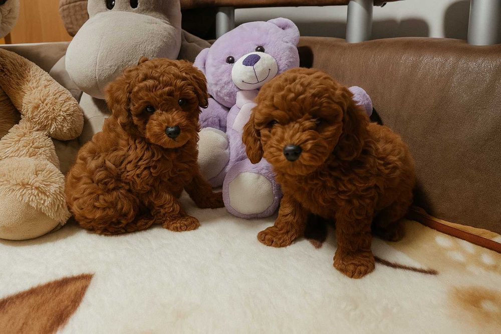 Щенки той пудель окрас  редбраун ,  два мальчика и две девочки.