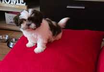 Piesek Shih tzu Czako !
