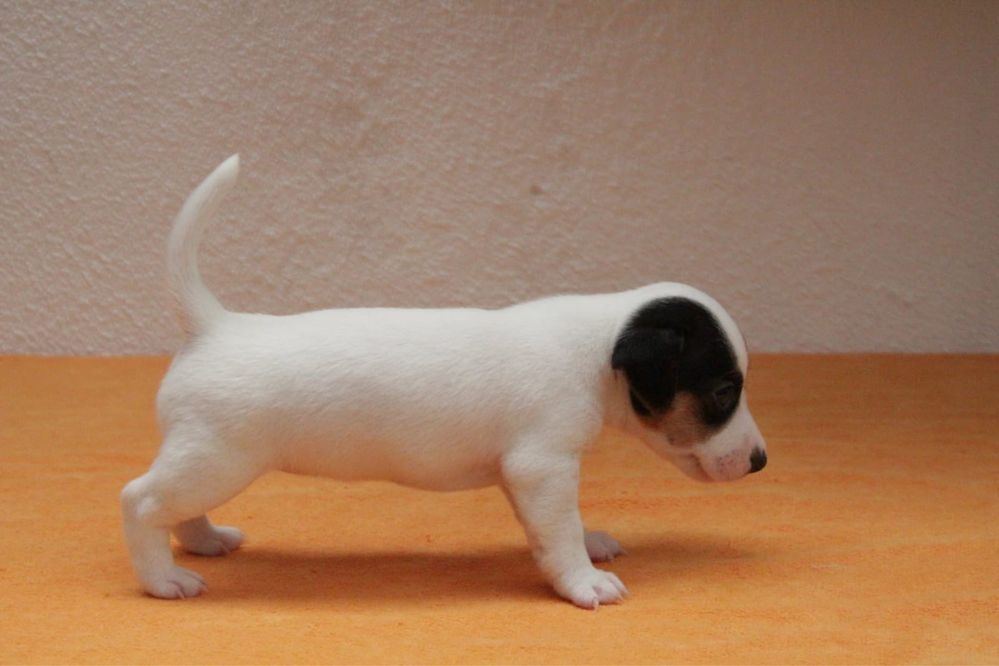 Cachorro Jack Russel Terrier - Fêmea