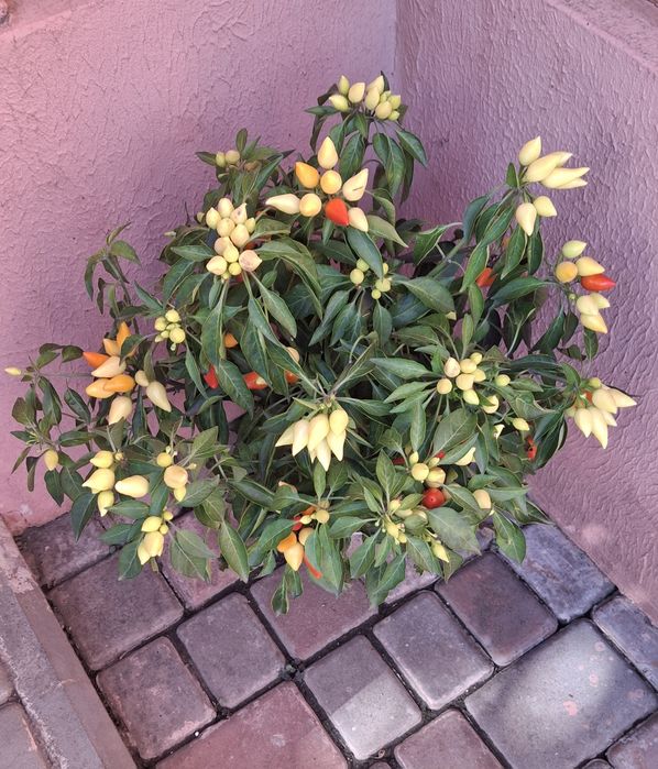 Квіти, зимовий перець