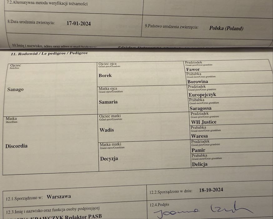 Klacz arabska -  Sanago / Wadis