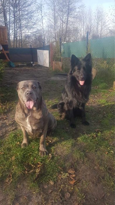 Sprzedam psa szkolonego owczarek niemiecki