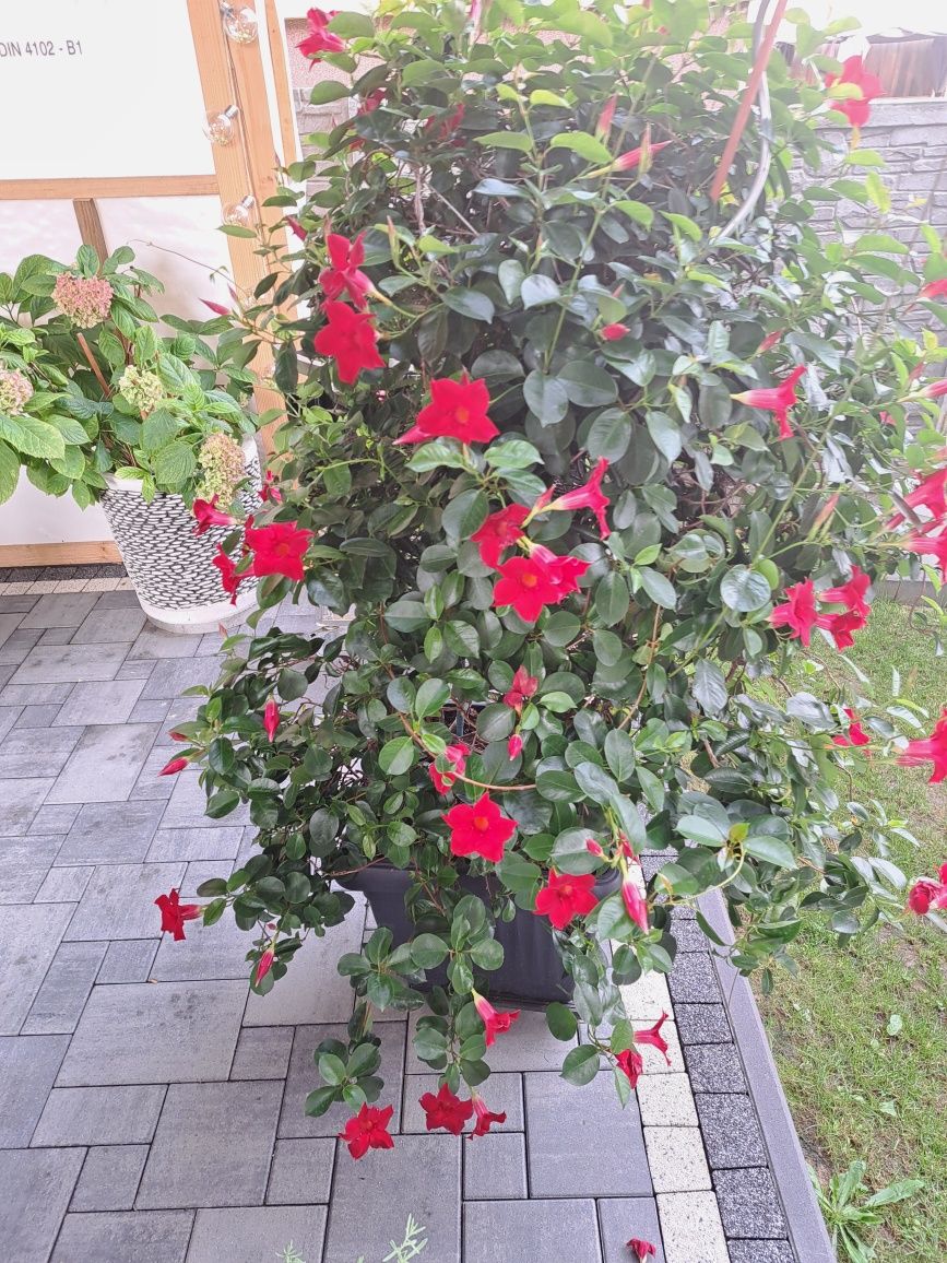 Kwiat Dipladenia
