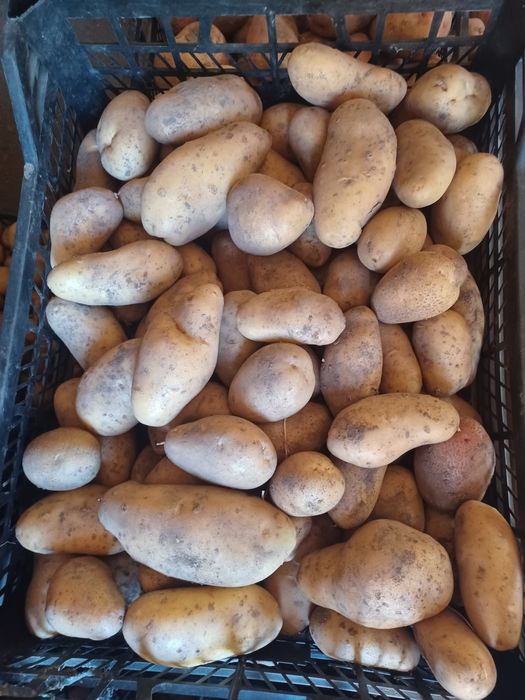 Картопля різних сортів на зиму.