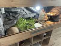 Sprzedam terrarium z lokatorem Żółwiem 120x50x50