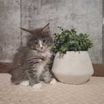 Kocurek Maine Coon