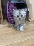 Котята шотландские скоттиш страйт