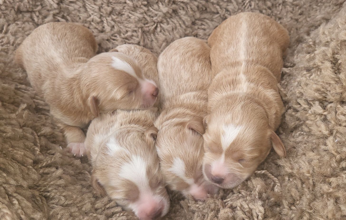 Piesek Maltipoo f1