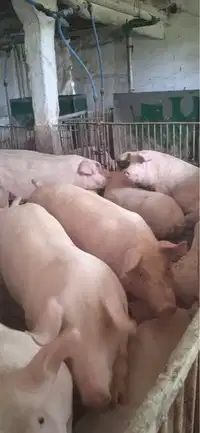 Доставка товарних свиней від 150кг