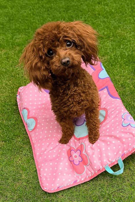 Piesek pudel miniaturowy toy red rodzice mają badania genetyczne