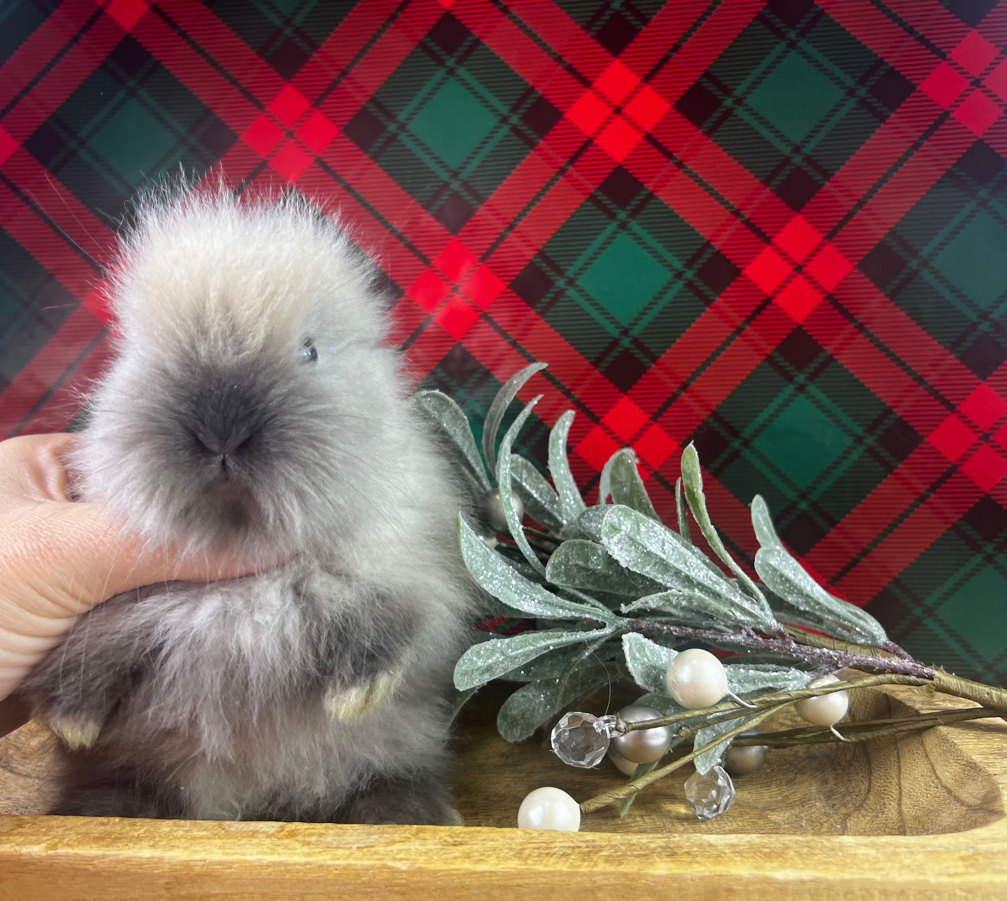 Mini lop karzełek teddy książeczka zdrowia badania